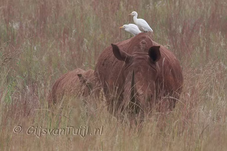 Lo Dieren in Zuid Afrika (Collage) 2010